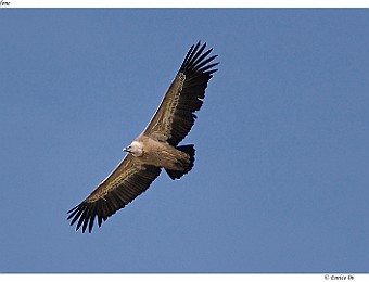 Animali 014